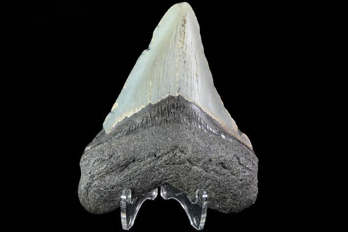 Fossil Megalodon Tooth - North Carolina #80837